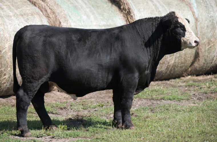 Checkout our cattle sale